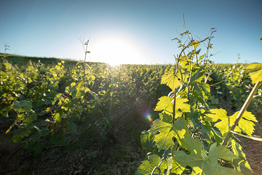 Le vignoble maison