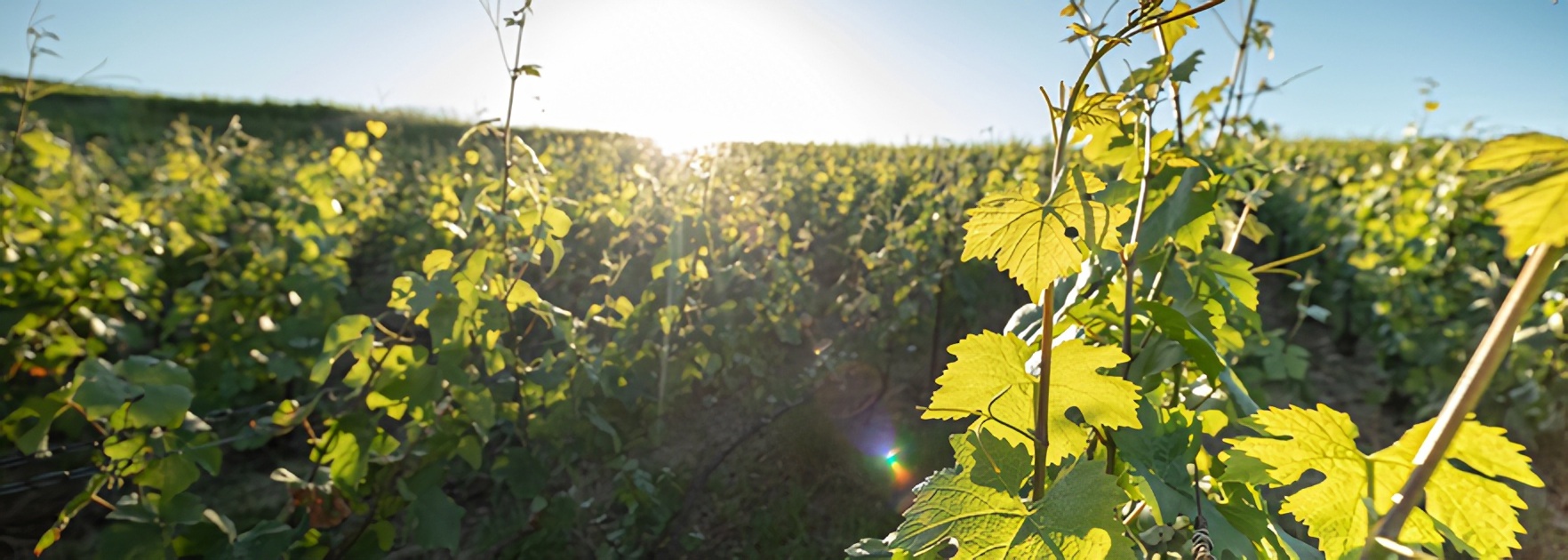 Le vignoble maison