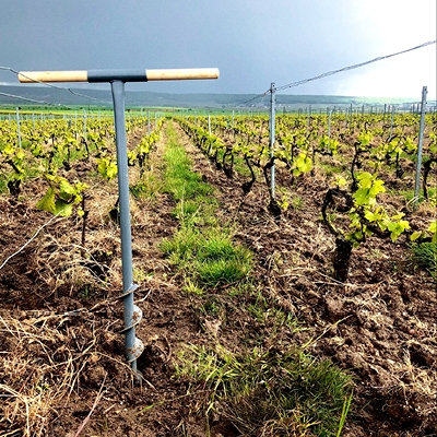 reconnaissance terroir champagne lombard