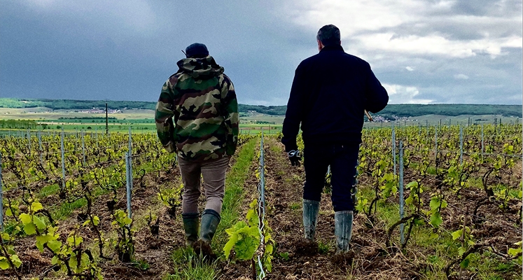 reconnaissance terroir champagne lombard