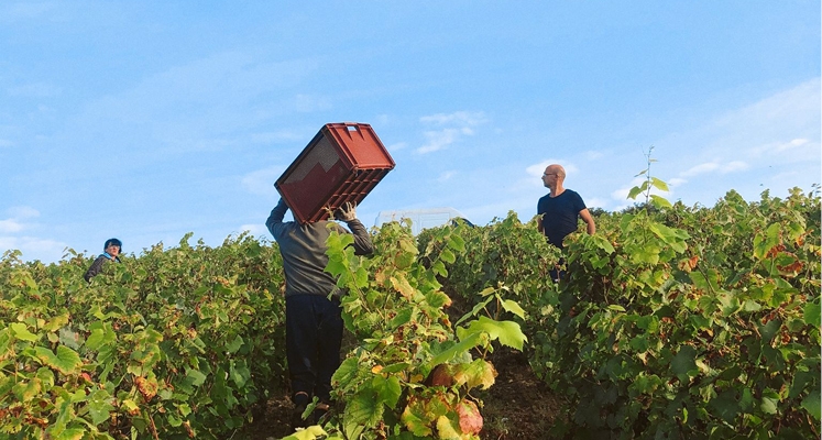 reconnaissance terroir champagne lombard